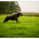 Mogi Hondenfotografie, Rescue Photo, Rottweiler Rescue Nederland, Noa