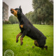 Mogi Hondenfotografie, Rescue Photo, Rottweiler Rescue Nederland, Noa