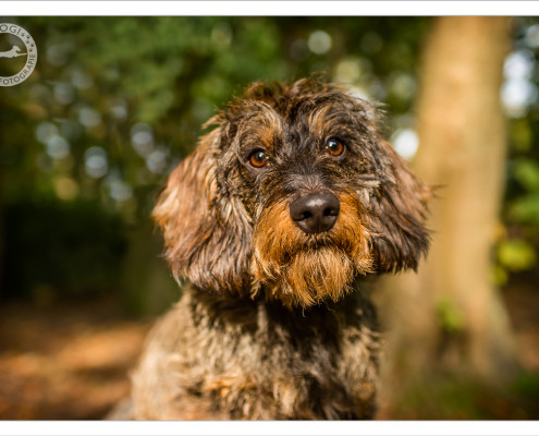 Mogi Hondenfotografie, hondenfotograaf, Teckel, ruwharige teckel