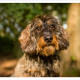 Mogi Hondenfotografie, hondenfotograaf, Teckel, ruwharige teckel