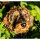 Mogi Hondenfotografie, hondenfotograaf, ruwharige teckel, teckel