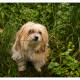 Mogi Hondenfotografie, Lhasa Apso, Zazou, hondenfotograaf