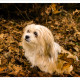 Mogi Hondenfotografie, Lhasa Apso, Zazou, hondenfotograaf