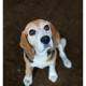 Mogi Hondenfotografie, hondenfotograaf, beagle