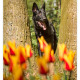 Vuk, Zwarte Duitse Herder, Duitse Herder, Mogi Hondenfotografie