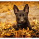 Mogi Hondenfotografie, Vuk, Duitse Herder, Zwarte Duitse Herder, pup