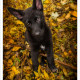 Duitse Herder, Zwarte Duitse Herder, pup, herderpup, Mogi Hondenfotografie