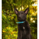 Duitse Herder, Zwarte Duitse Herder, pup, herderpup, Mogi Hondenfotografie