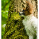 Vlinderhondje Bibi - Mogi Hondenfotografie