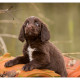 Mogi Hondenfotografie, hondenfotograaf, Duitse Staande Langharige Hond, DSL, Duitse Staande Langhaar, pup, pups, puppy, puppies