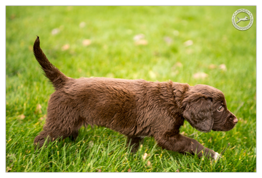 eenzaam bereiden Sport De leukste Duitse Langharige Staande Hond pups - Mogi Hondenfotografie