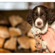 Mogi Hondenfotografie, hondenfotograaf, Duitse Staande Langharige Hond, DSL, Duitse Staande Langhaar, pup, pups, puppy, puppies