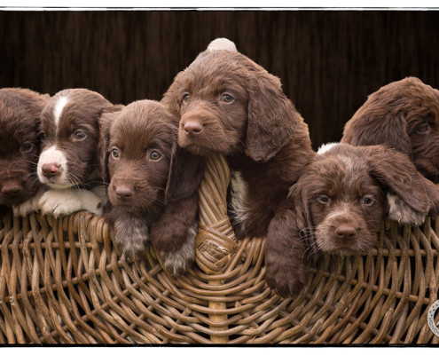 Duitse Staande Langharige Hond, Duitse Staande Langhaar, Duitse Staande Langhaar pups, puppies, Mogi Hondenfotografie, Hondenfotograaf, Hondenfotografie