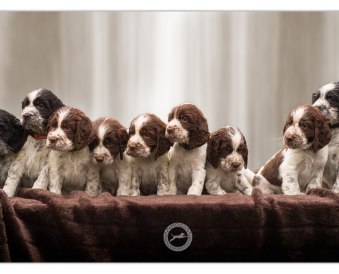 Engelse Springer Spaniel, Engelse Springer Spaniel pups, puppies, puppy, Mogi Hondenfotografie, hondenfotograaf, hondenfotografie
