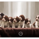 Engelse Springer Spaniel, Engelse Springer Spaniel pups, puppies, puppy, Mogi Hondenfotografie, hondenfotograaf, hondenfotografie