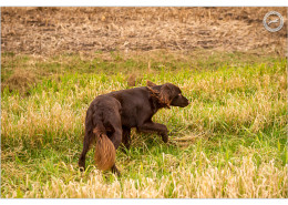Duitse Staande Langharige Hond, DSLH, DSL, Duitse Staande, Duitse Staande Langhaar, Mogi Hondenfotografie, hondenfotograaf