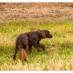 Duitse Staande Langharige Hond, DSLH, DSL, Duitse Staande, Duitse Staande Langhaar, Mogi Hondenfotografie, hondenfotograaf