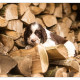 Mogi Hondenfotografie, hondenfotograaf, pup, puppy, Engelse Springer Spaniel, Engelse Springer Spaniël, ESS