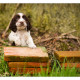 Mogi Hondenfotografie, hondenfotograaf, pup, puppy, Engelse Springer Spaniel, Engelse Springer Spaniël, ESS