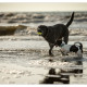 Labrador en kruising Jack Russel door Mogi Hondenfotografie