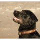Labrador door Mogi Hondenfotografie