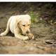 Hachi, Labrador Labradoodle pup door Mogi Hondenfotografie