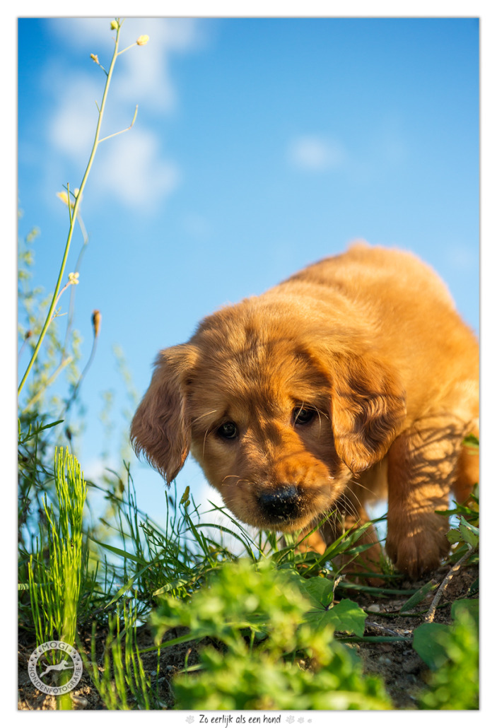 Golden Retriever pup door Mogi Hondenfotografie