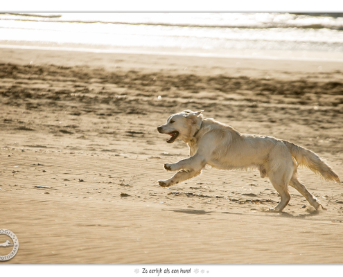 Donder, Golden Retriever - Mogi Hondenfotografie