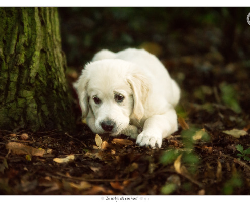 Dondertje, Golden Retriever pup door Mogi Hondenfotografie