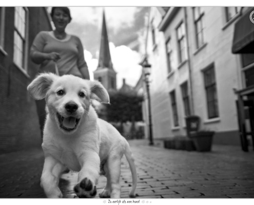 Dondertje, Golden Retriever pup door Mogi Hondenfotografie