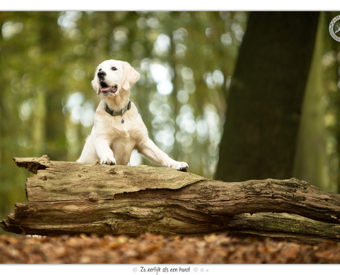 Dondertje, Golden Retriever door Mogi Hondenfotografie