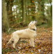 Dondertje, Golden Retriever door Mogi Hondenfotografie