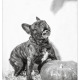 Beau, Franse Bulldog door Mogi Hondenfotografie