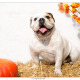 Lola, Engelse Bulldog door Mogi Hondenfotografie