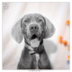 Nica, Slowaakse Ruwharige Staande Hond door Mogi Hondenfotografie