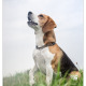 Beagles Balou en Bailey door Mogi Hondenfotografie