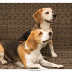 Beagles Balou en Bailey door Mogi Hondenfotografie
