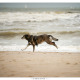 Liefdevol opgevangen - Mogi Hondenfotografie