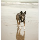 Liefdevol opgevangen - Mogi Hondenfotografie
