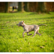 Weimaraner pup Kick door Mogi Hondenfotografie