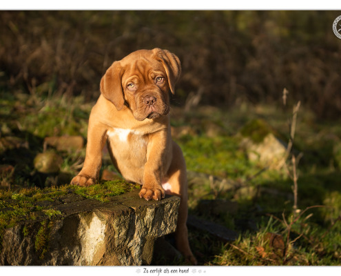 Bordeaux Dog pup Joy door Mogi Hondenfotografie