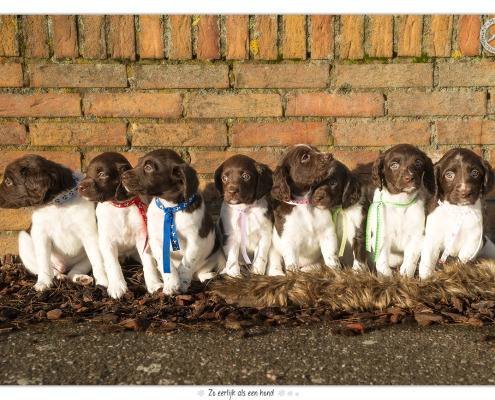 Heidewachtel pups door Mogi Hondenfotografie