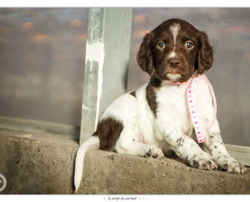 Heidewachtel pup door Mogi Hondenfotografie