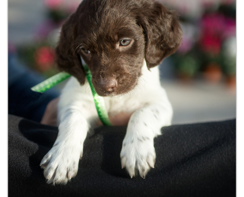 Heidewachtel pup door Mogi Hondenfotografie