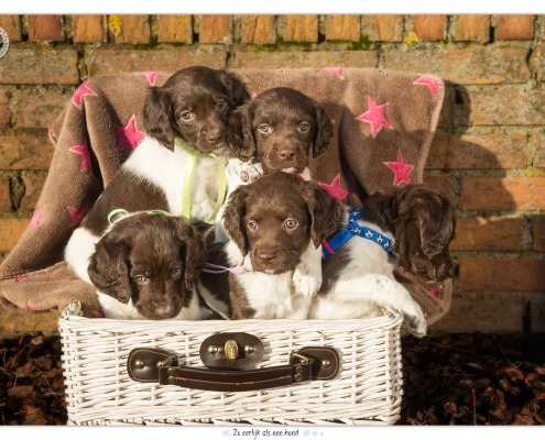 Heidewachtel pups, teefjes, door Mogi Hondenfotografie