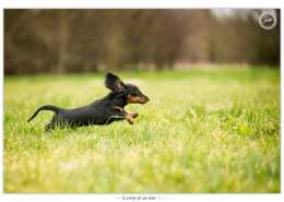 Jools, Langhaar Teckel pup - door Mogi Hondenfotografie