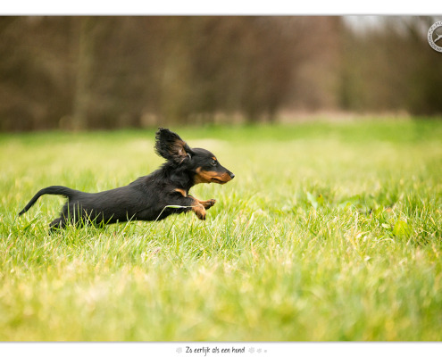 Jools, Langhaar Teckel pup - door Mogi Hondenfotografie