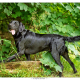 Max, kruising Duitse Staande Labrador door Mogi Hondenfotografie