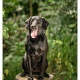 Max, kruising Duitse Staande Labrador door Mogi Hondenfotografie