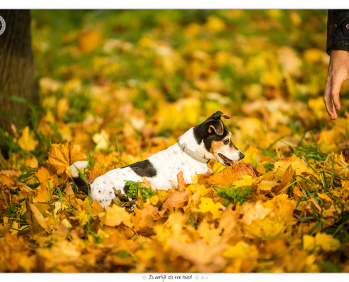Floortje, Jack Russel Terrier door Mogi Hondenfotografie